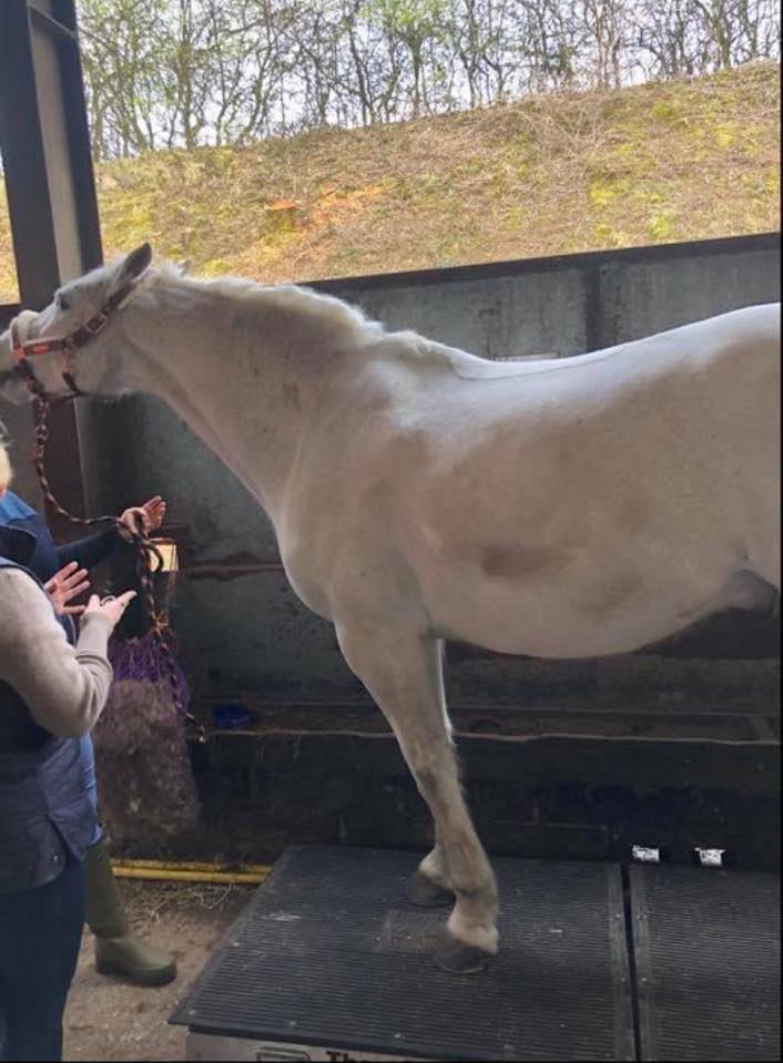 TheraPlateUK's tweet photo. Congratulations to Theraplate Lancashire's client Nico and his owners on a fantastic result, Stars Veteran Champion 😍🏆
#TheraPlateUK
📸: Theraplate Lancashire https://t.co/ulDXArsmW3