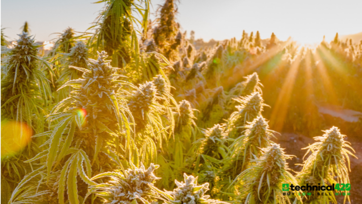 futurefarmtech's tweet image. Technical420 names Future Farm as 1 of "3 Undervalued Hemp/CBD Stocks Investors Need To Be Watching" - mailchi.mp/44e3cc7e3c0a/t…