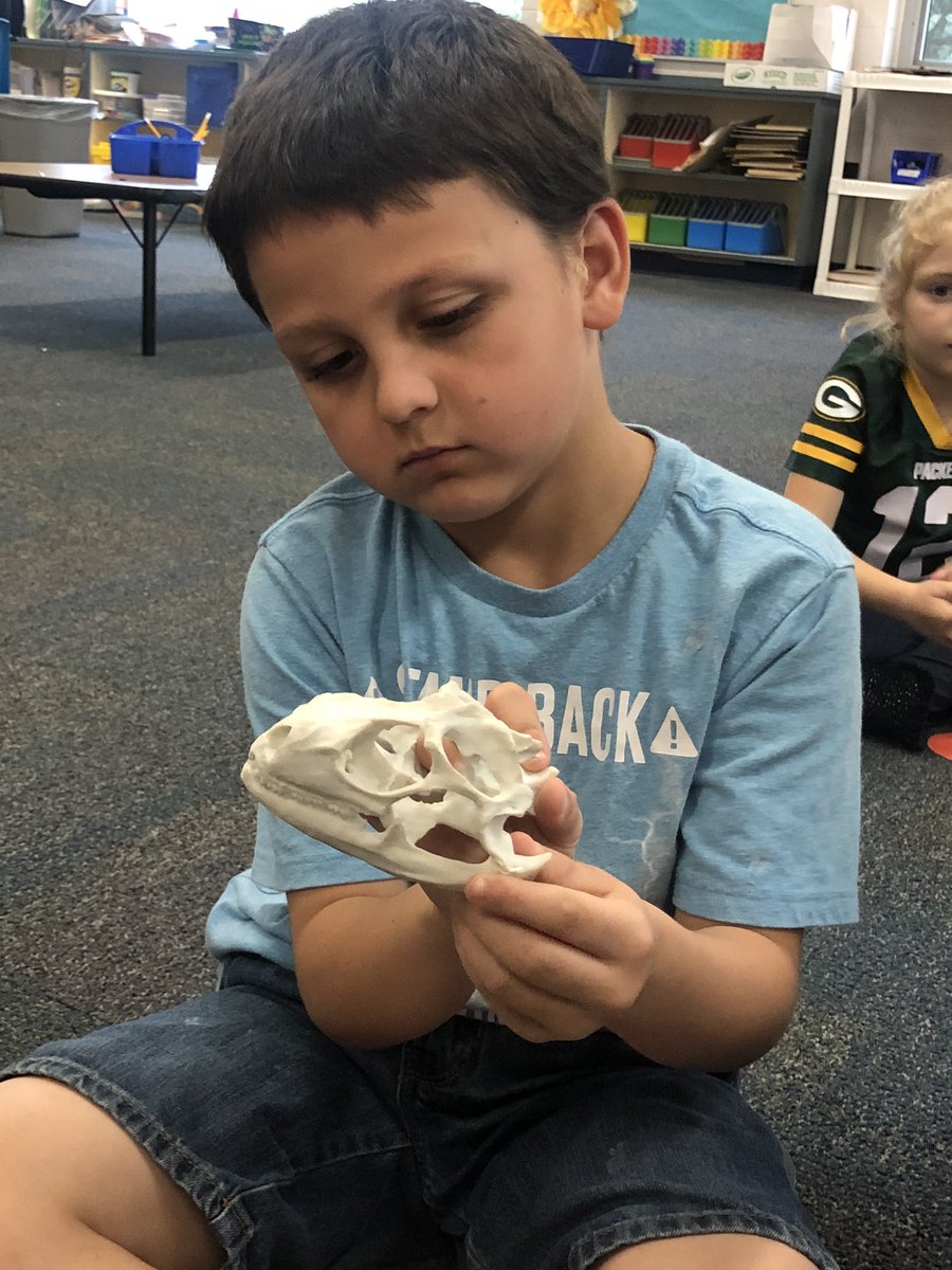kinder_stem's tweet photo. This week in STEM we are learning all about skulls and what would happen if we didn’t have one. Thanks to @MysterySci for this awesome activity. #KinderStem #Skulls #Science https://t.co/GzP1SxBcCU