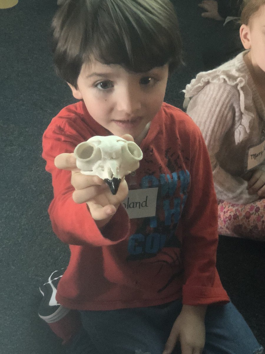 kinder_stem's tweet photo. This week in STEM we are learning all about skulls and what would happen if we didn’t have one. Thanks to @MysterySci for this awesome activity. #KinderStem #Skulls #Science https://t.co/GzP1SxBcCU
