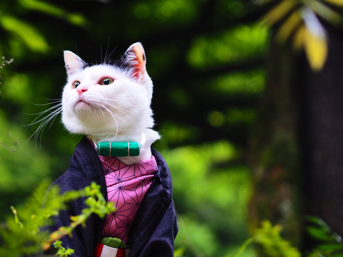 The Anime Freshmen Podcast tweet media