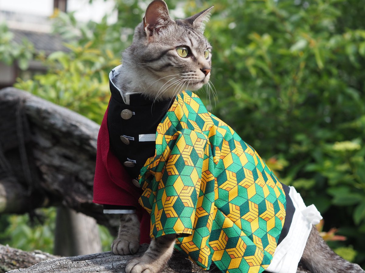 The Anime Freshmen Podcast tweet media