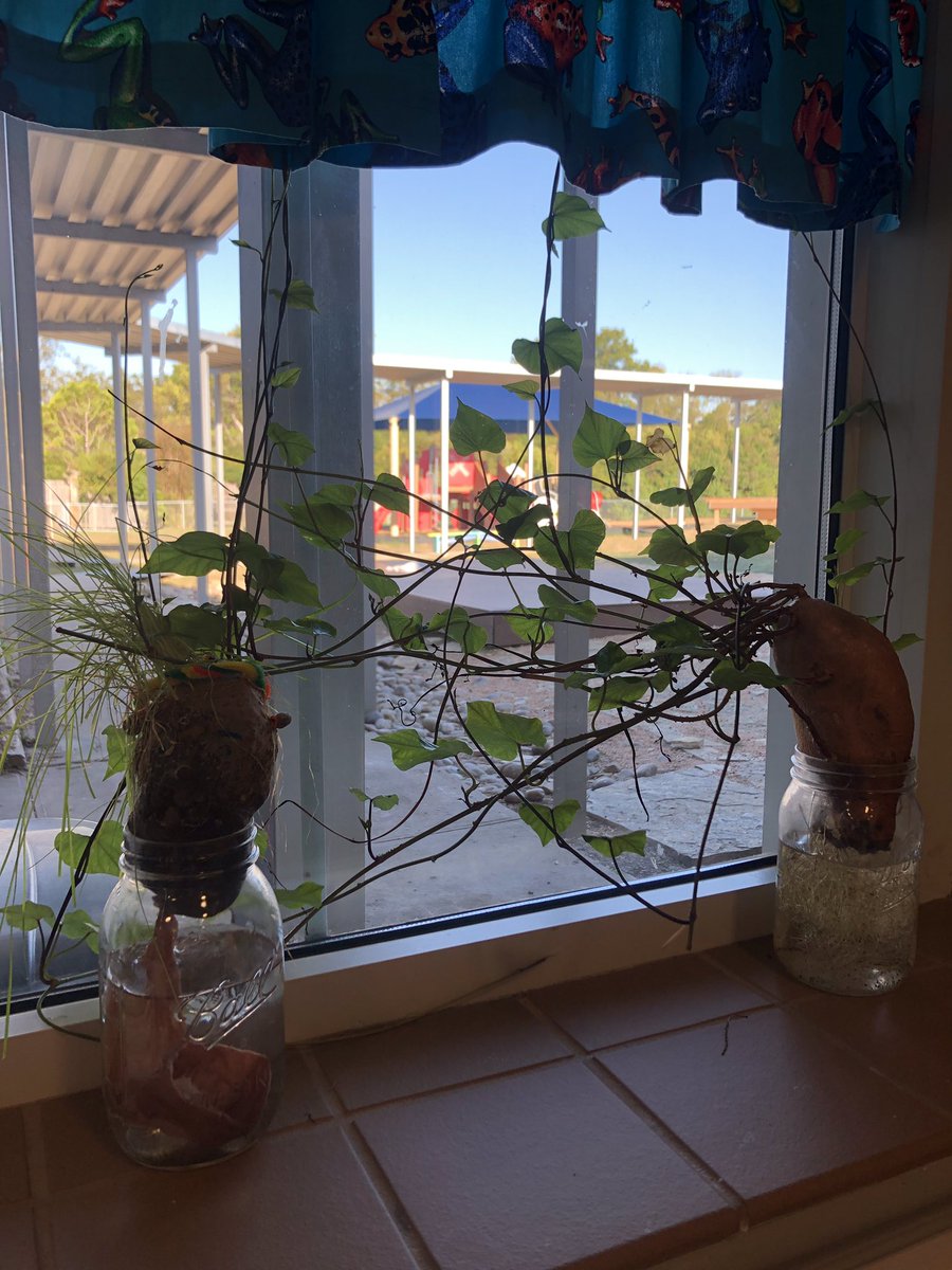 mvabadie's tweet photo. Yes! Way to provide rich learning opportunities @harris13_patty @WilemonSTEAM @WaxahachieISD Let it GROW! #wisdscience #wisdstem https://t.co/ejo89OGpn7