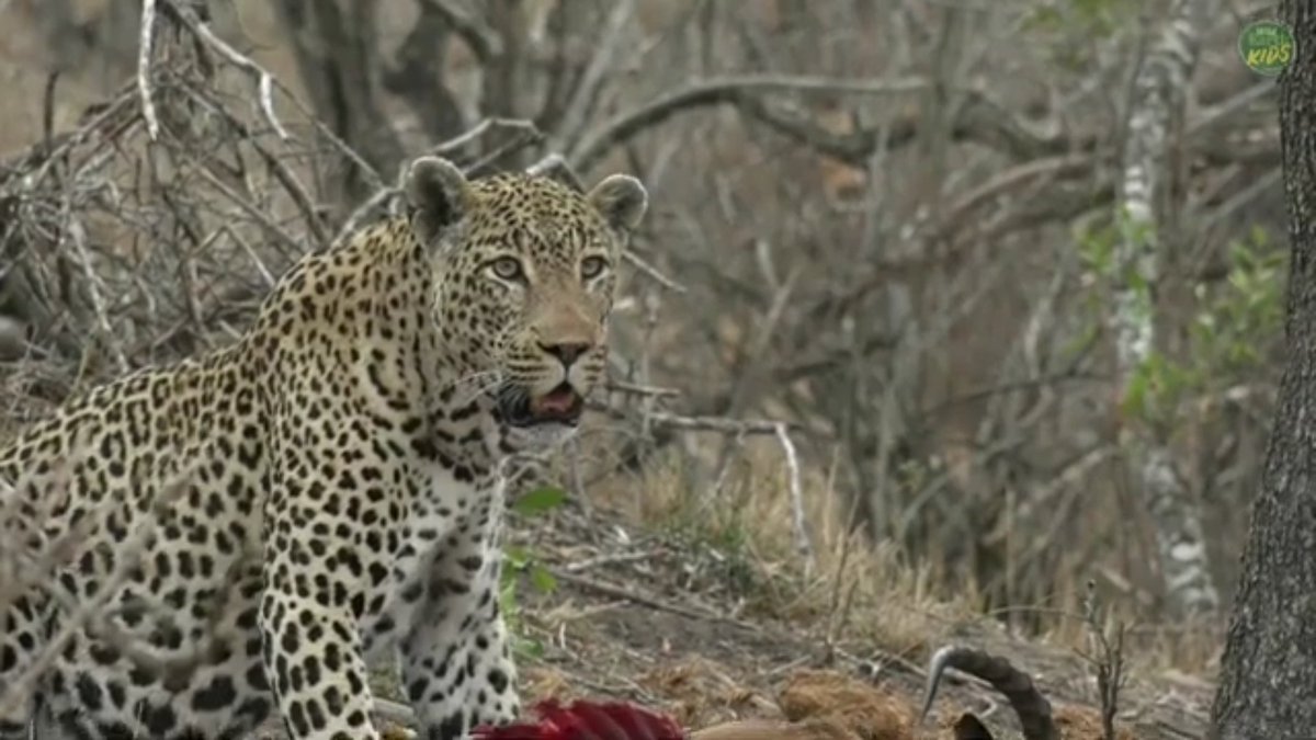 LIVEsafariLIVE tweet picture