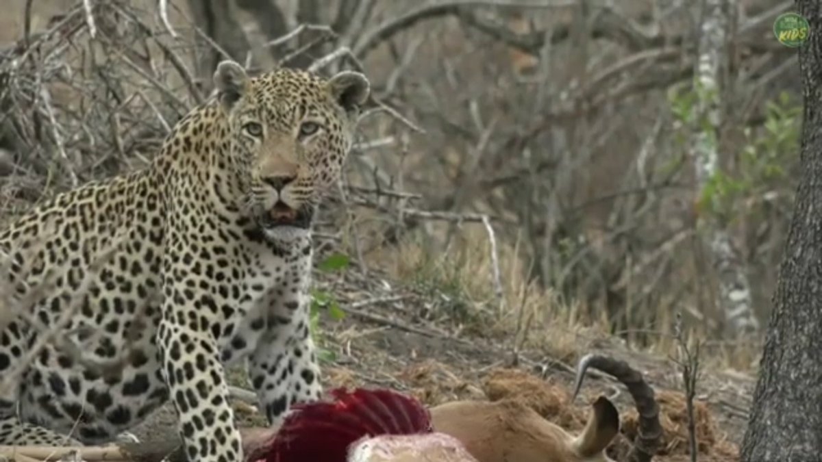 harshalagashe2's tweet photo. #safarilive 

Beautiful Tingana https://t.co/TKpcQ6PGTQ