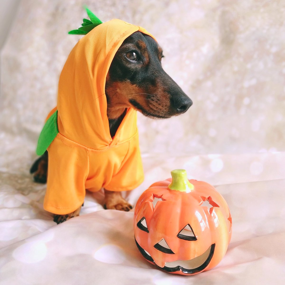 CharlieSausage's tweet photo. Do you think I am the Cutest pumpkin in the patch? 🎃
#dogsoflondon #dogpumpkin #pumpkindog #cutestpumpkininthepatch https://t.co/CZqw7j3LRk