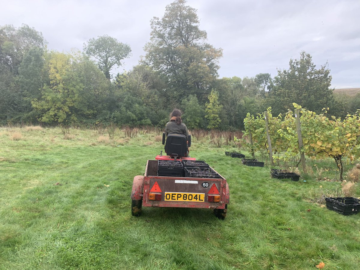 stony_wine's tweet photo. Second day of harvest - picking and collecting the crates of Pinot Noir. #harvest2019 https://t.co/NOVMFzsORr