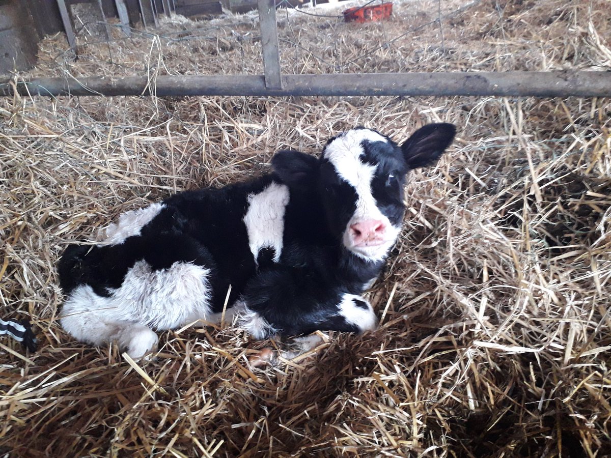 Emma Robinson tweet media