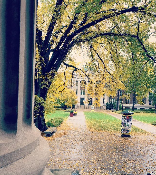 umnlib's tweet photo. Take a moment to appreciate the leaves before they blow down. It is kind of the Minnesota equivalent of stopping to smell the roses. 🍁🍁 #umn #minnesota #autumnvibes #fallingleaves #mustbeoctober #takeamoment #umntwincities #walterlibrary https://t.co/wPILOyDIBY https://t.co/IX2hZKTgcM