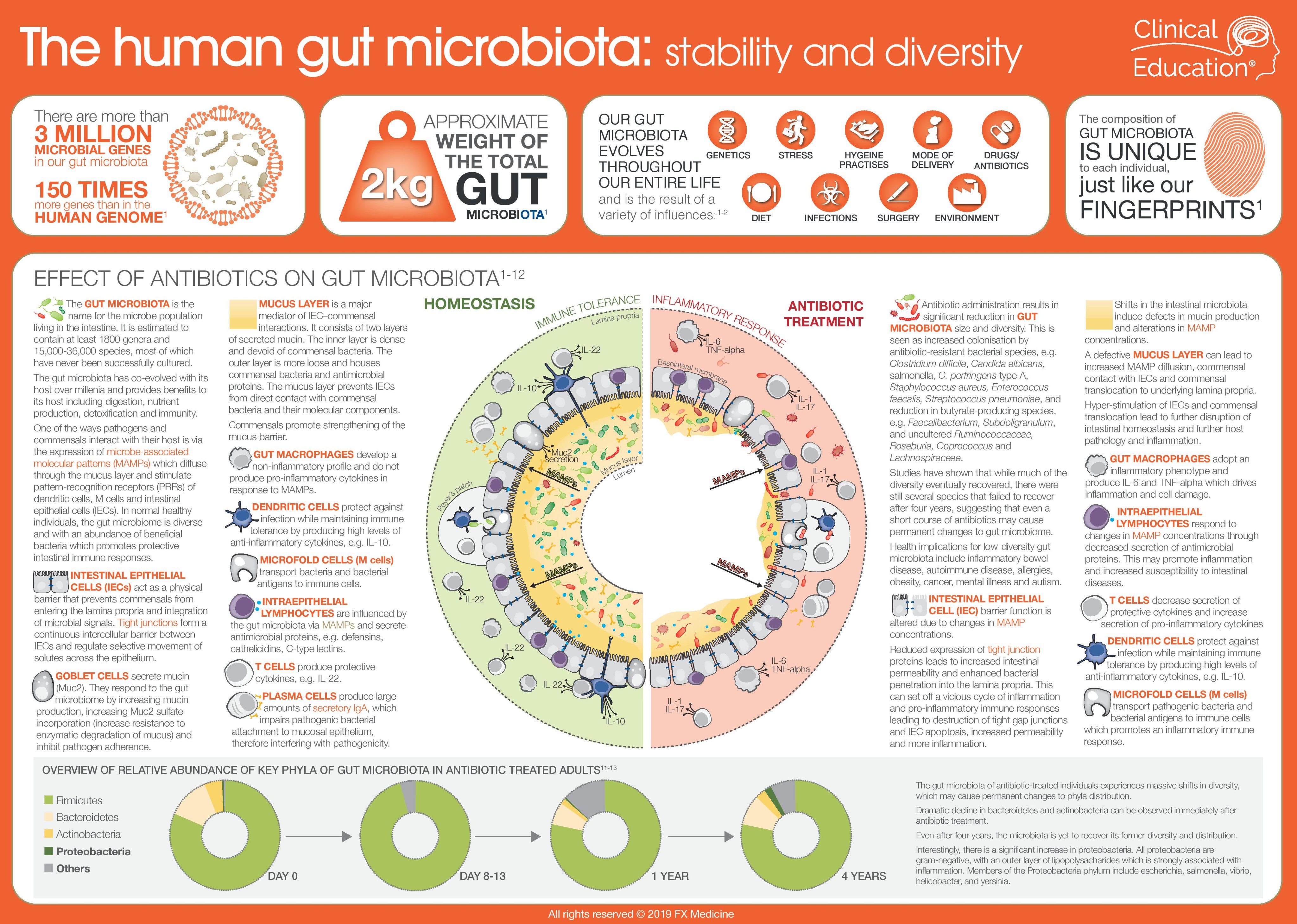 Como cuidar la microbiota intestinal