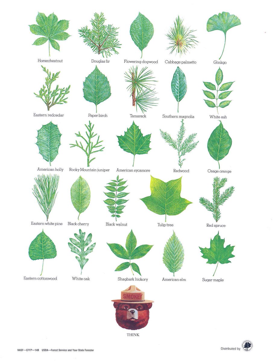 Smokey Bear tweet media