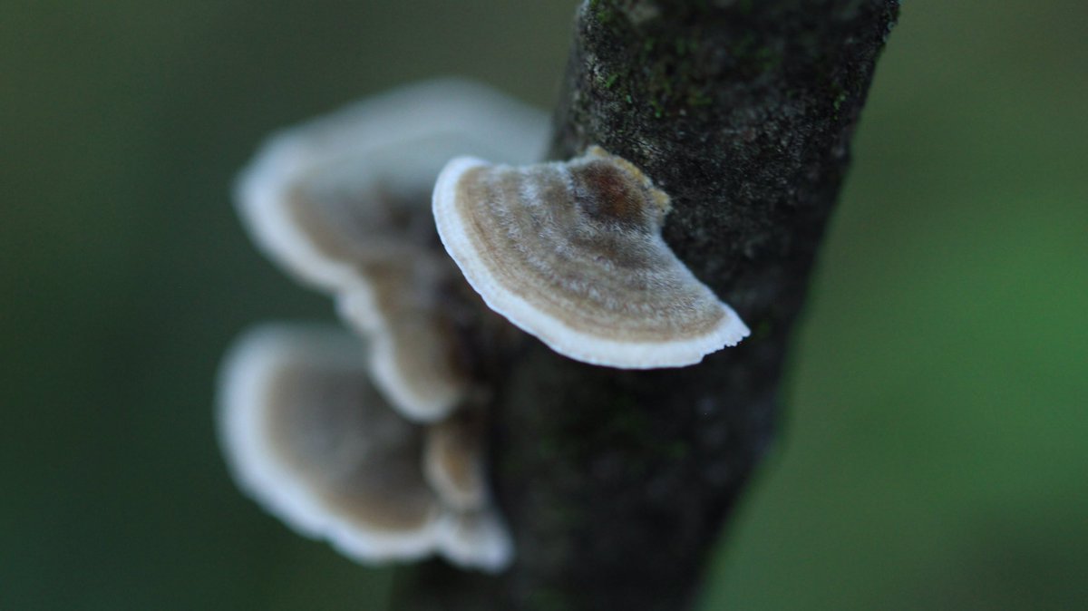 keepwaynewild's tweet photo. Our Fall Bioblitz in the Marietta Unit is coming up the weekend of Nov 16! Mark your calendars and get in touch if you’d like to volunteer! #keepwaynewild #waynenationalforest https://t.co/chJ6aL7TzU