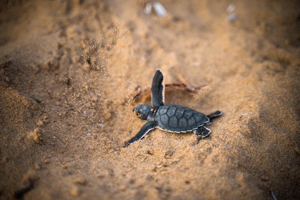 ComputerLab's tweet photo. #TurtleCrushTuesday #WhatsInTheComputerLab https://t.co/DG43kWpSNw