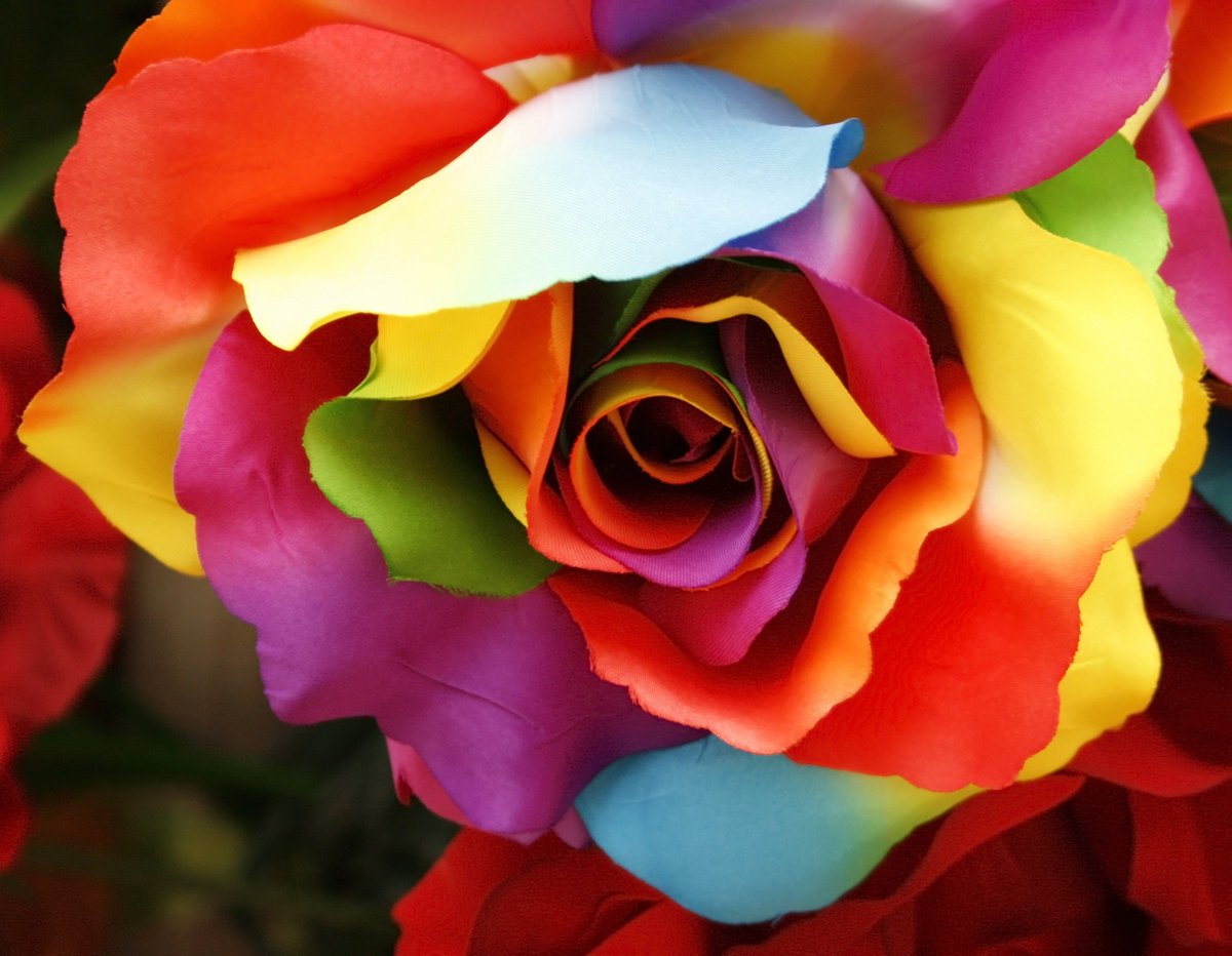 AtomicRoseMem's tweet photo. Rainbow vibes. 🌈 #NationalColorDay https://t.co/85WnwjZu2R