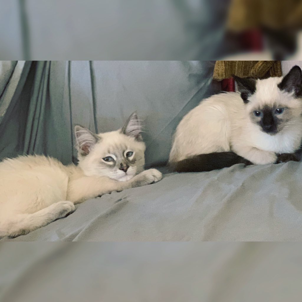 AceKimmy's tweet photo. My baby boy’s! 💙😻🥰
-
-
-
-
-
-
#catmom #kittens #mykitties #love #blessed #cuties #cats #catlover #catsofinstagram https://t.co/asWFXISKHU