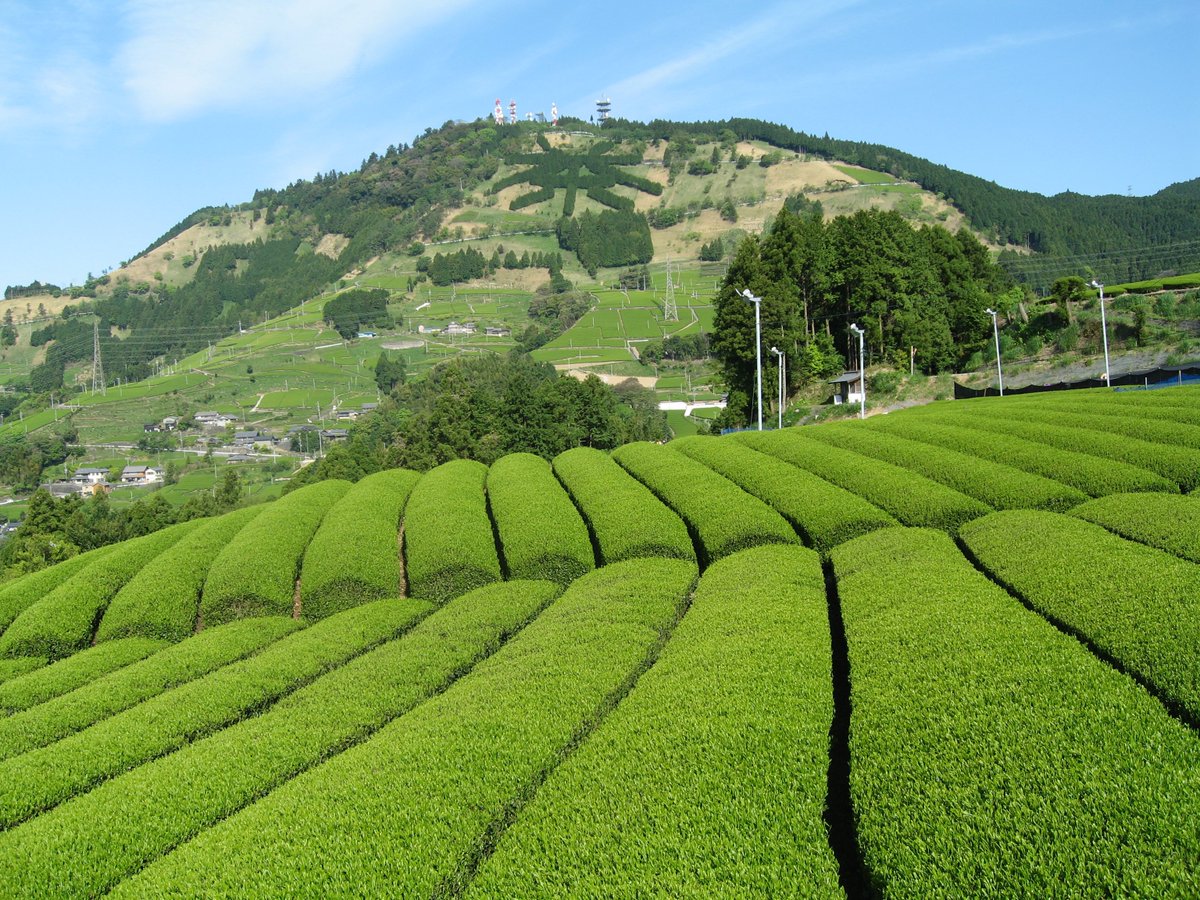 UKTeaAcademy's tweet photo. Just 1 ticket left for our Unusual Japanese Tea event with Asako Steward tomorrow evening. Book quickly if you want it! https://t.co/wV9g2ucb5c
#academyextras #teastalksandtastings #ukteaacademy #tea #teaevent #teatalk #teatasting #teaworkshop #japanesetea #greentea #lovetea https://t.co/D7Kt59AUfc
