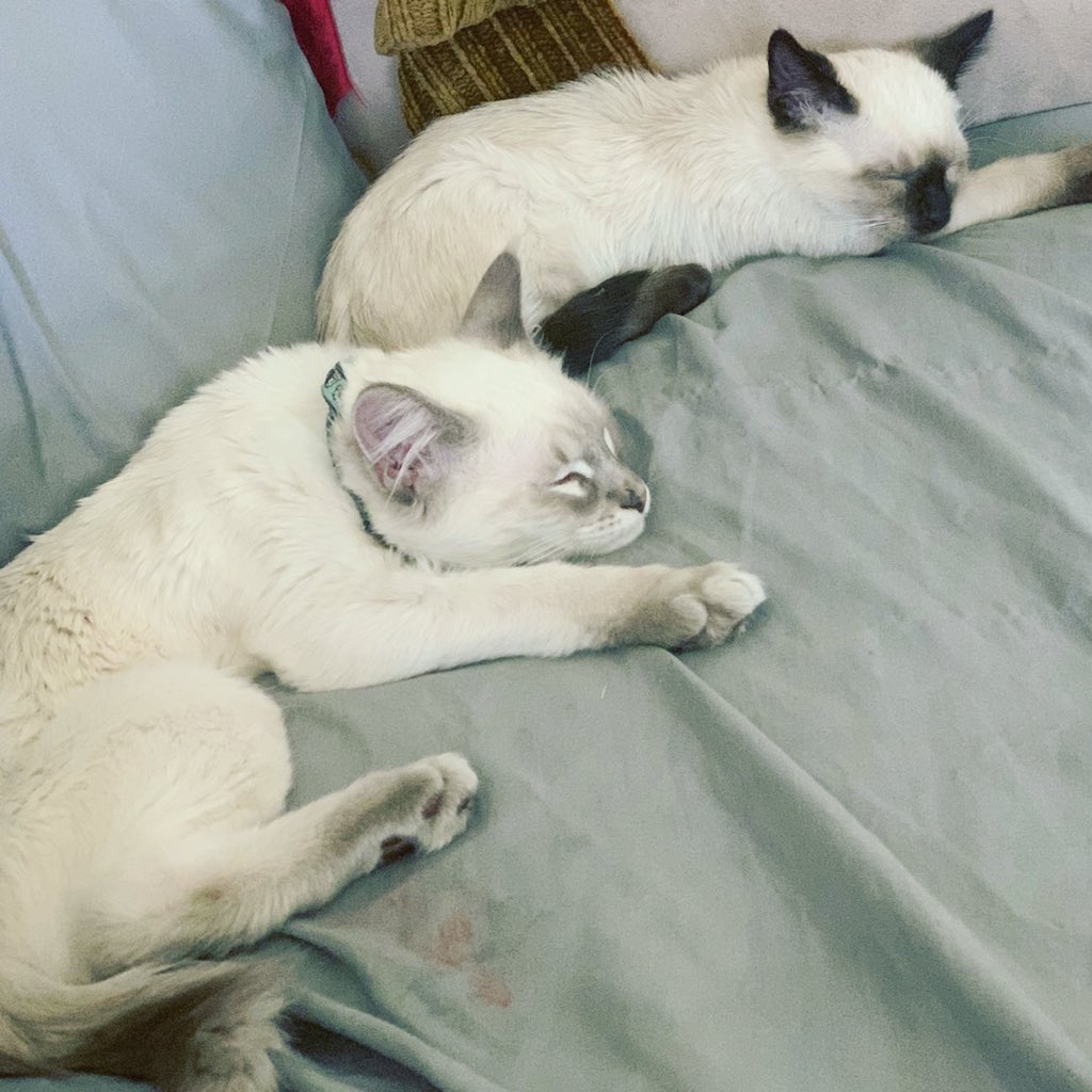 AceKimmy's tweet photo. Zeus &amp; Hades my cute little babies. 🥰😘😻😍💙
-
-
-
-
-
-
-
#kittycat #mykitties #catsofinstagram #catlover #zeus #hades #cats #love #blessed https://t.co/hCC3qLC0w4