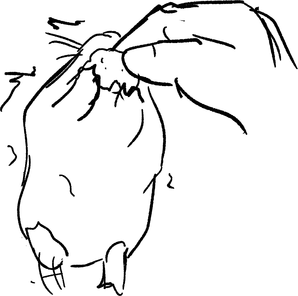 meme hamster 