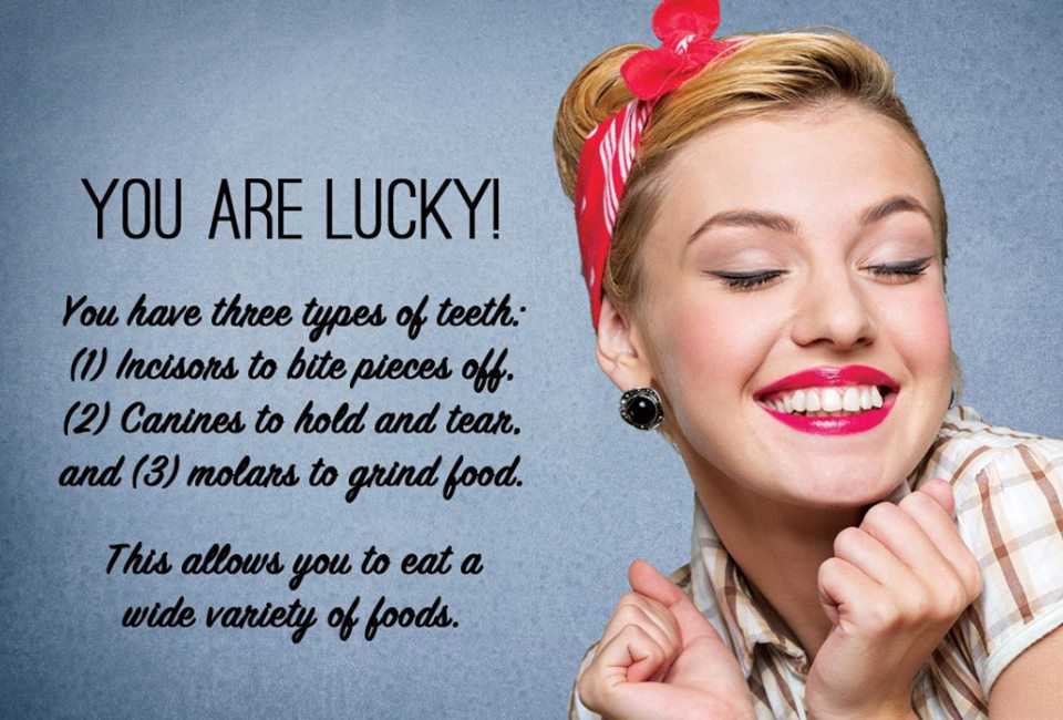 CoastalOrthoCA's tweet photo. Each #tooth has an important function to make eating easier. https://t.co/qPNqCLeWJg