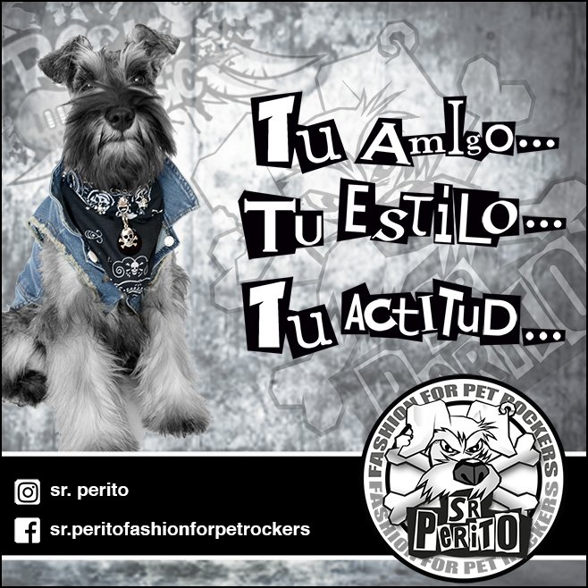revistaWD's tweet photo. Si tu perro tiene tanta personalidad como tu😍 @sr.perito es tu mejor opción. @sr.perito es estilo y moda perruna👌Con él, tu mascota se robará todas las miradas en el parque😱😱

#revistawelldone#santiago#chile#mascotaschile#dogrock#doglover#perros#modaperruna#instadog#lascondes https://t.co/f43wa2J6Fj