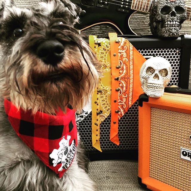 revistaWD's tweet photo. Si tu perro tiene tanta personalidad como tu😍 @sr.perito es tu mejor opción. @sr.perito es estilo y moda perruna👌Con él, tu mascota se robará todas las miradas en el parque😱😱

#revistawelldone#santiago#chile#mascotaschile#dogrock#doglover#perros#modaperruna#instadog#lascondes https://t.co/f43wa2J6Fj