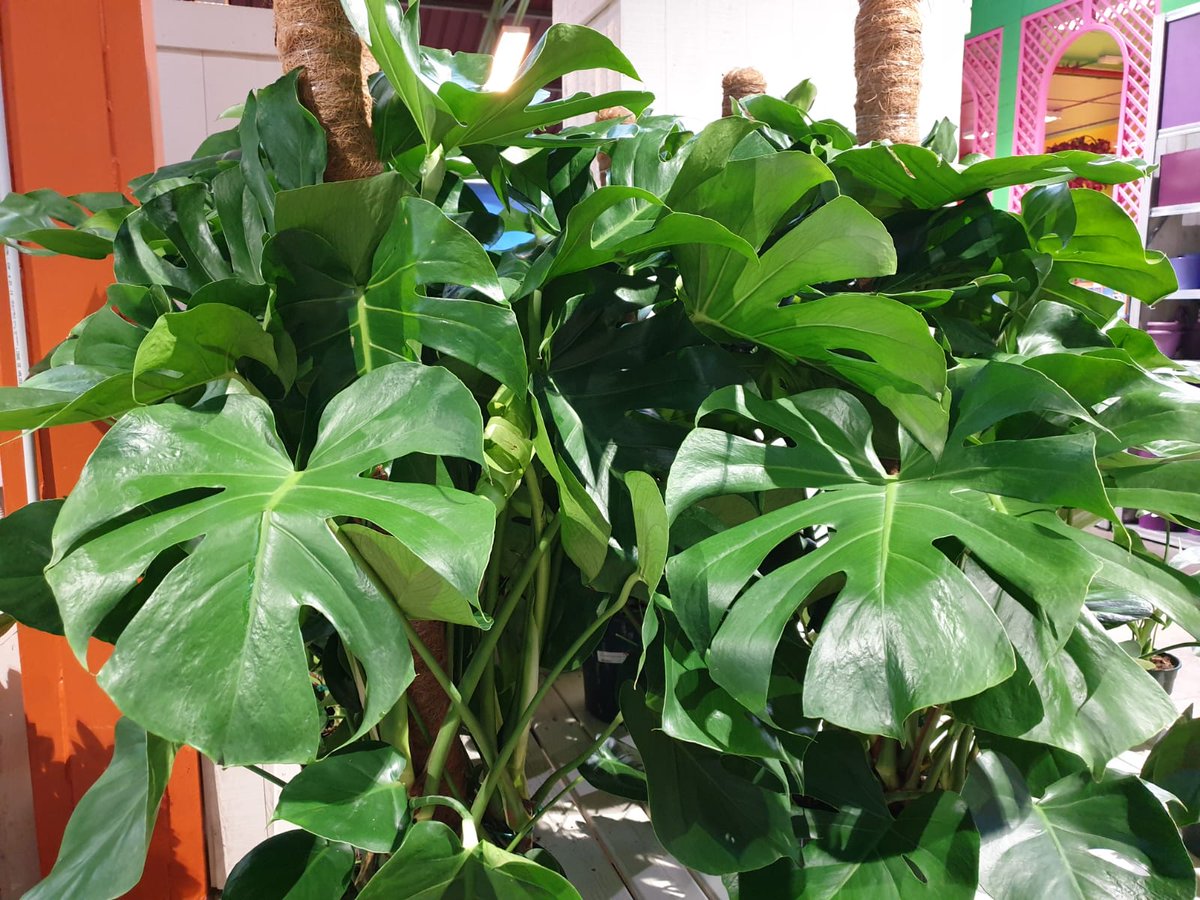 gardencornella's tweet photo. #Monstera ó Costilla de Adan.

Planta de #interior facil de cuidar. #Planta muy decorativa gracias a sus henormes #hojas cortadas y tallos con raíces aereas.
#gardencornnatur #tecsalsa #costilladeadan #plantainterior https://t.co/eOojWzGdnO