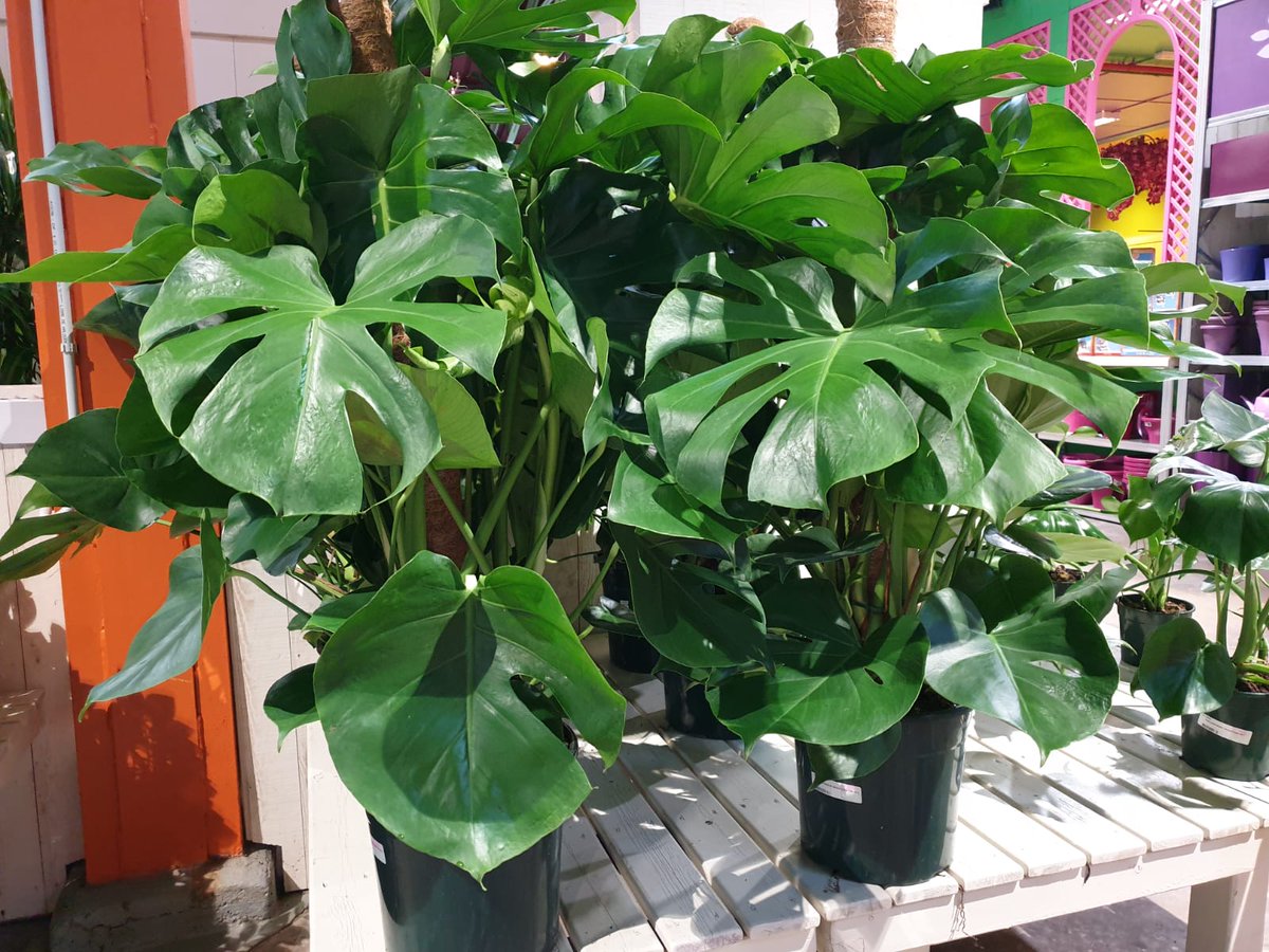 gardencornella's tweet photo. #Monstera ó Costilla de Adan.

Planta de #interior facil de cuidar. #Planta muy decorativa gracias a sus henormes #hojas cortadas y tallos con raíces aereas.
#gardencornnatur #tecsalsa #costilladeadan #plantainterior https://t.co/eOojWzGdnO
