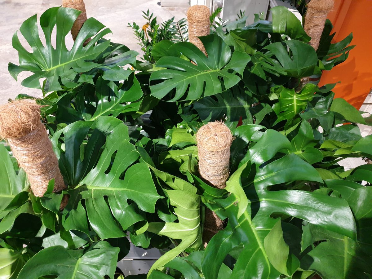 gardencornella's tweet photo. #Monstera ó Costilla de Adan.

Planta de #interior facil de cuidar. #Planta muy decorativa gracias a sus henormes #hojas cortadas y tallos con raíces aereas.
#gardencornnatur #tecsalsa #costilladeadan #plantainterior https://t.co/eOojWzGdnO