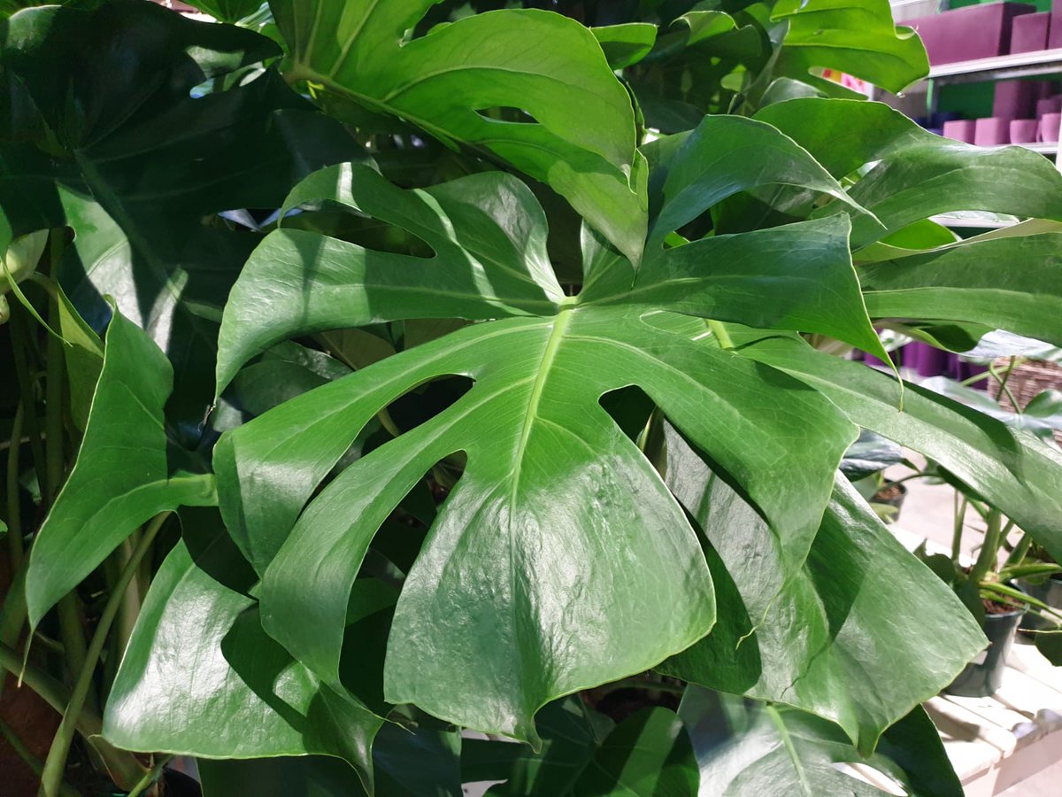 gardencornella's tweet photo. #Monstera ó Costilla de Adan.

Planta de #interior facil de cuidar. #Planta muy decorativa gracias a sus henormes #hojas cortadas y tallos con raíces aereas.
#gardencornnatur #tecsalsa #costilladeadan #plantainterior https://t.co/eOojWzGdnO