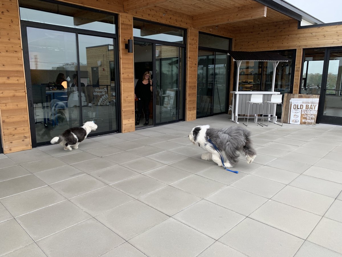 When the dogs decide to play at ⁦<a href="/SawtoothGroup/">The Sawtooth Group</a>⁩ ⁦<a href="/kristibridges22/">Kristi Bridges</a>⁩  #whatsgoingthere