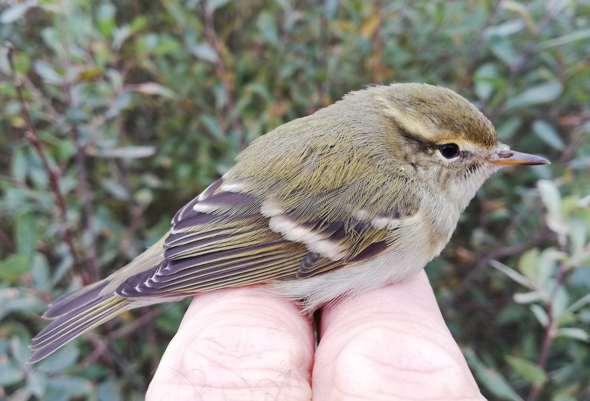 Sam Bayley tweet media