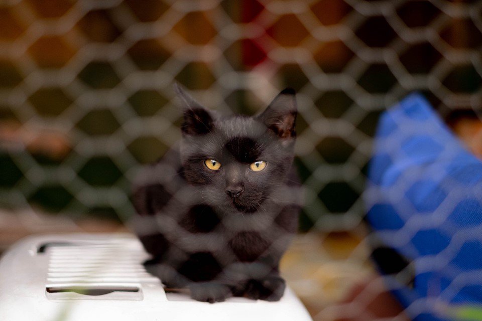 Clint, Gary y Henry son tres #gatitos que nacieron en agosto. El tiempo pasa y se están haciendo mayores en su jaula. ¿Has visto las fotos? Dos panteritas y un vaquita, todos machos. Si estás pensando en adoptar, ellos están deseando conocerte 👍 RT <a href="/jardinetestacio/">El Jardinet de l'Estació</a> #Valencia 🐈