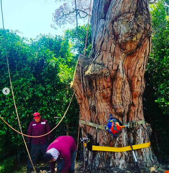 YourWayTreeServ's tweet photo. Trimming all over Los Angeles!!
🌳 5 stars rated tree services in LA! 🌲
☎️ (818) 888-9248.
https://t.co/FYVrHrLLi5
#treeremovallosangeles #treecareservices #treeremovalservices #treetrimminglosangeles #treetrimmingbeverlyhills #treetrimminghollywood https://t.co/Rp337UrlmU