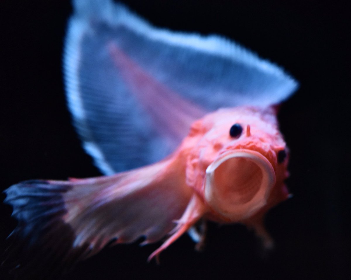 Careproctus Twitter 搜尋 Twitter