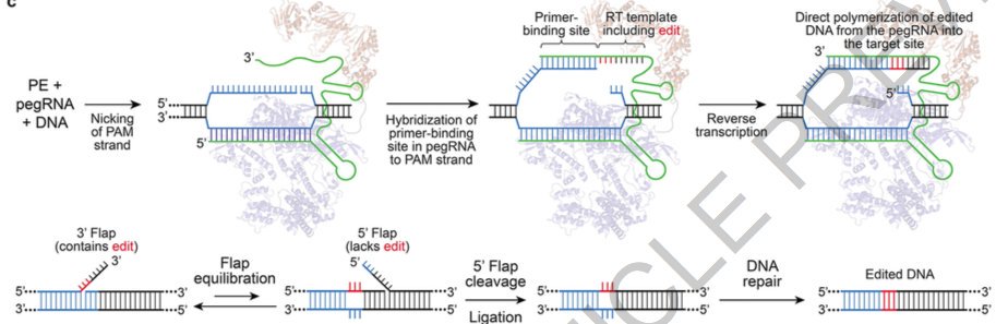 mmw_lmw's tweet photo. Precise #GenomeEditing | without double-strand breaks or donor DNA | using a catalytically impaired #Cas9 fused to an engineered #ReverseTranscriptase and programmed with a #PrimeEditing_GuideRNA | David Liu @broadinstitute @Nature https://t.co/Qy6S1XxtJE https://t.co/F1LncCBNBD