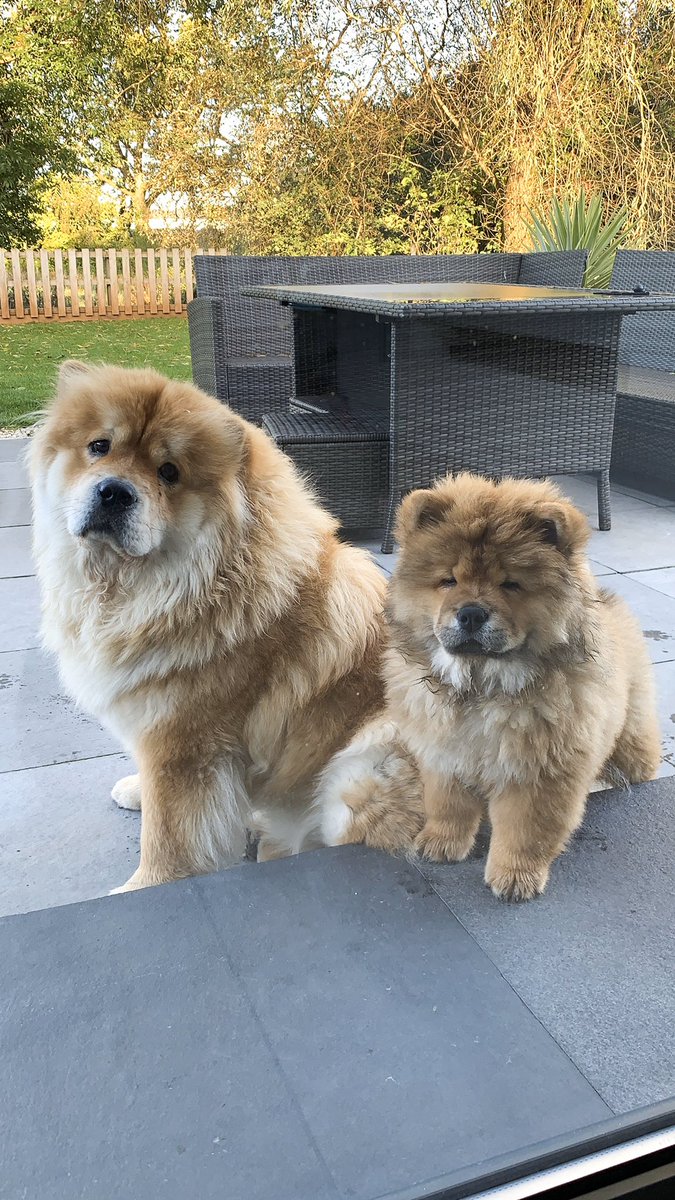 kingandapollo's tweet photo. Hey we are King and Apollo Etheridge, just a couple of chow brothers enjoying wales 🏴󠁧󠁢󠁷󠁬󠁳󠁿, walks and biscuits. https://t.co/KwP0fY1TtZ