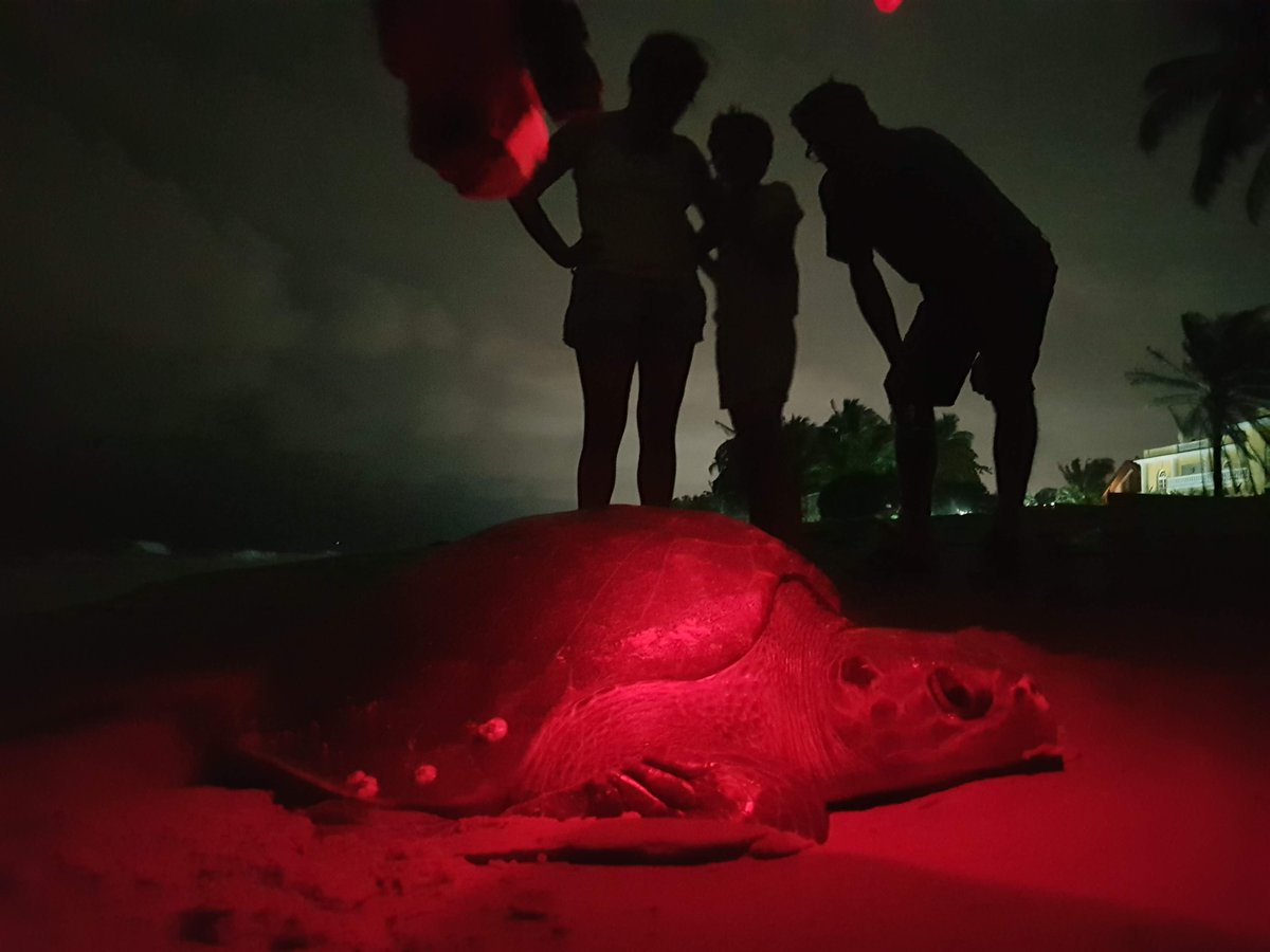 FrancisUNDP's tweet image. La beauté naturelle et la #biodiversité en pleine ville est étonnant.   Amazing natural beauty and #biodiversity right on our doorstep in Libreville @amazinggabon @undpgabon @onugabon