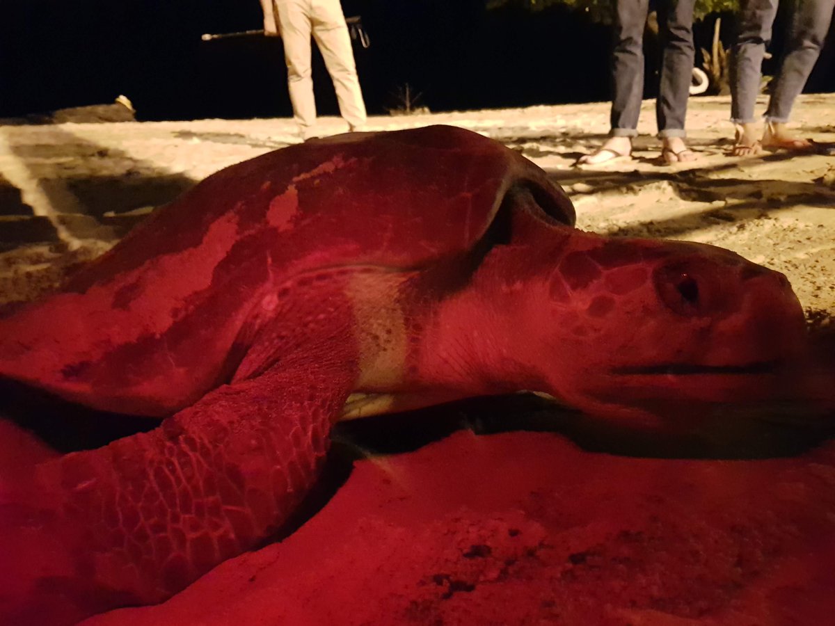 FrancisUNDP's tweet image. La beauté naturelle et la #biodiversité en pleine ville est étonnant.   Amazing natural beauty and #biodiversity right on our doorstep in Libreville @amazinggabon @undpgabon @onugabon