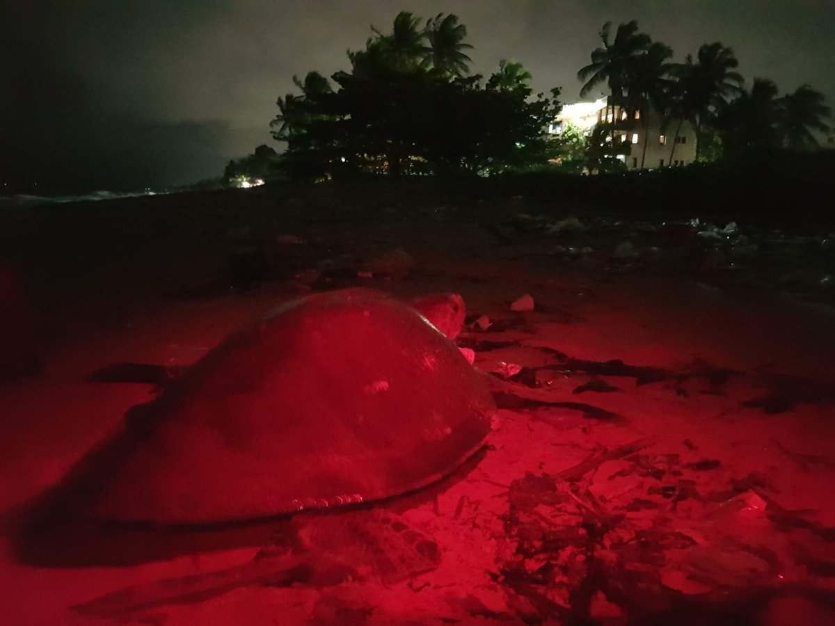 FrancisUNDP's tweet image. La beauté naturelle et la #biodiversité en pleine ville est étonnant.   Amazing natural beauty and #biodiversity right on our doorstep in Libreville @amazinggabon @undpgabon @onugabon