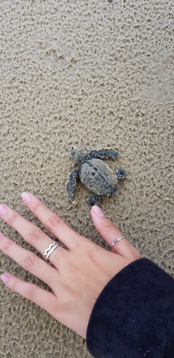 FrancisUNDP's tweet image. Mais, les déchets en plastique et les lumières vives mettent en danger les tortues pondeuses et les nouveau-nés. #PlasticGarbage &amp;amp; blinding lights endanger turtles laying eggs and newborn hatchlings.  C’mon Gabon, we can do better! @AmazingGabon @UNDPAfrica