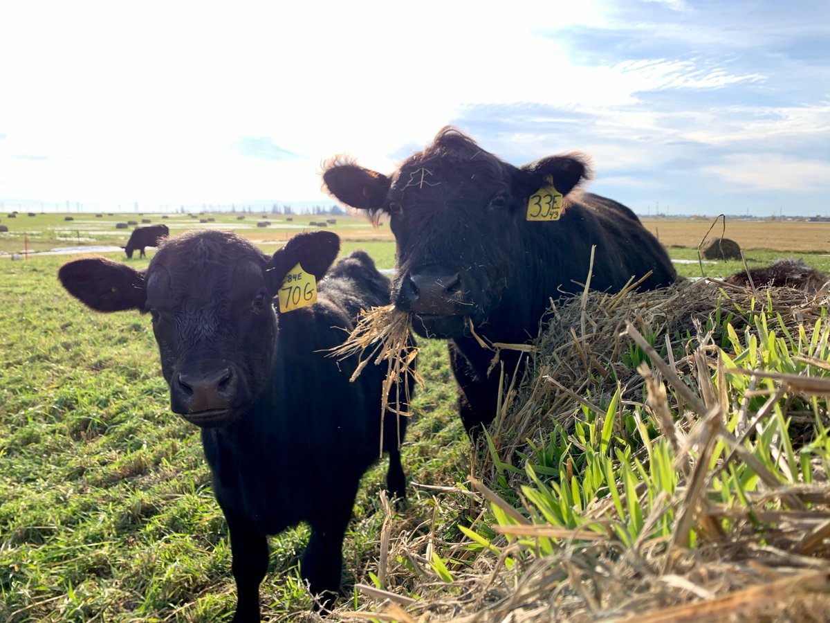 MBBeefandForage's tweet photo. Grazing barley green feed bales along with fall rye regrowth seeded together this spring... with all the excess moisture the sprouting barley in the bales is greening up after the snow... what's next?
#greenfeed #balegrazing #toomuchrain #mbfi https://t.co/r5RXJX5BU8