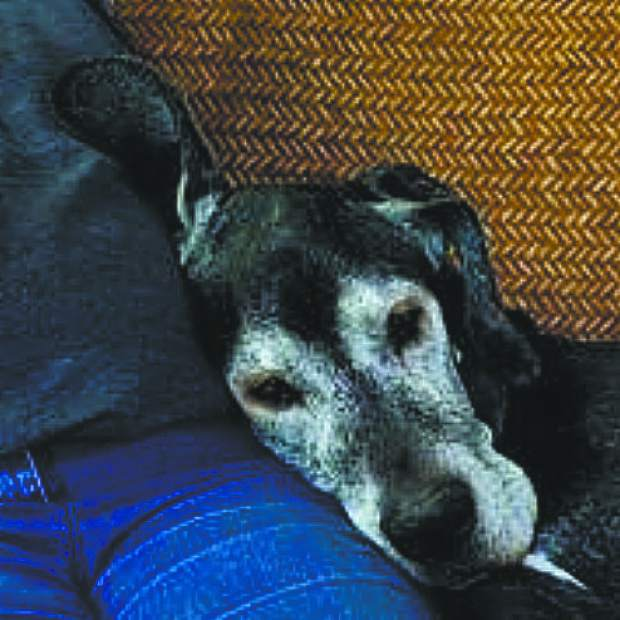 DogMedLaser's tweet photo. Joan Merriam: The older dog
https://t.co/BWi3jWuzAT https://t.co/3ly6X9nd8B