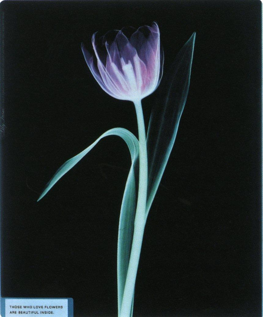 dandad's tweet photo. "Those who love flowers are beautiful inside" 

X-Ray #Flowers Tulip
Award: #WoodPencil / Non-English Language #PressAdvertising / Consumer Magazines - Colour / 2003
Entrant: @wwsaatch Bangkok
Client: #MissLily
Country: #Thailand https://t.co/Xjz6DBIOTH