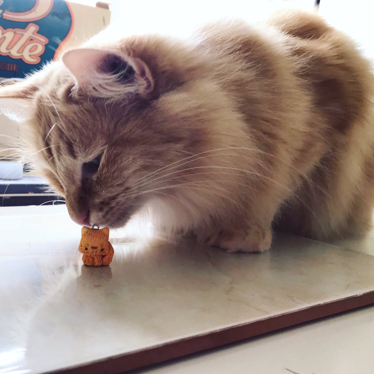Mommy made a little Canela, it’s just like me 😻
#CatsOfTwitter #catlover #crazycatlady #cutecat