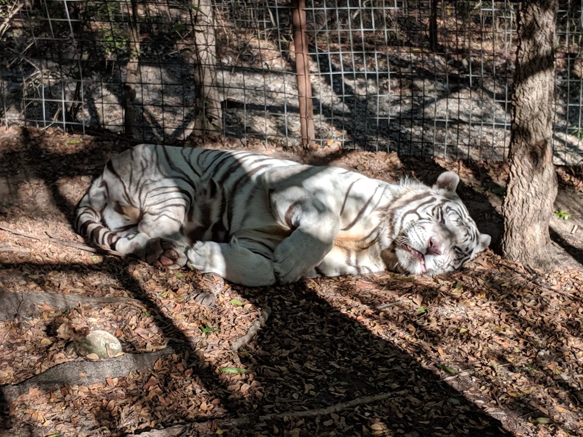 twastexas's tweet photo. When you find that perfect sun spot ☺️ #tigertuesday #cats #ieas https://t.co/rkvshyOhCm