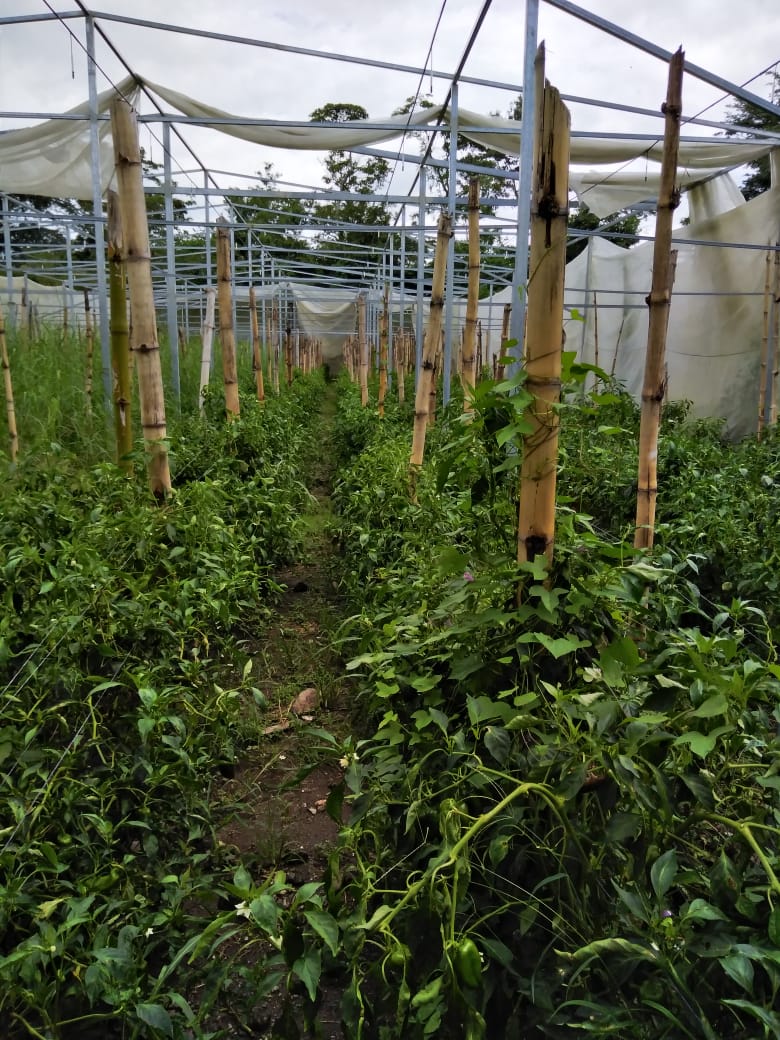 MUFRAS-1932 tweet media