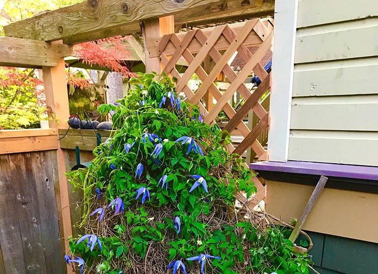 fixitphinney's tweet photo. Fence rehab and fresh lattice build
#latticefixit #lattice #fence #fencefixit #fixitphinney #fix8marketing #ballard #ballardseattle #ballarddesigns 
#phinneyridge #phinneyridgeseattle 
#phinney #seattle #seattleconstruction 
#seattlecontractor #seattlehomes  
#seattlerealestate https://t.co/Co5imrhRpg