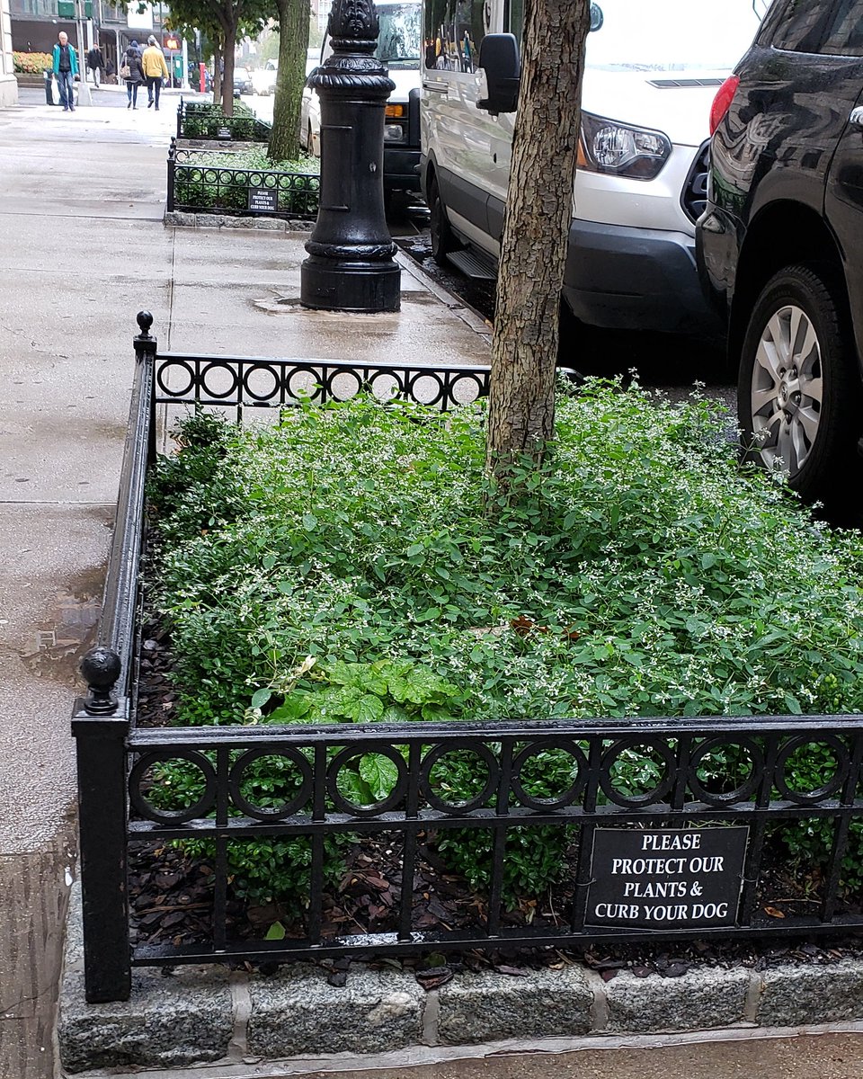 East86th's tweet photo. East 86th Street has 186 tree pits. We counted. 94% now have tree guards, 97% have trees. A vast improvement from just a couple years ago. Expect 100% soon!
We are working on getting every pit filled w annuals or perennials too! https://t.co/MRvZkzBNLy