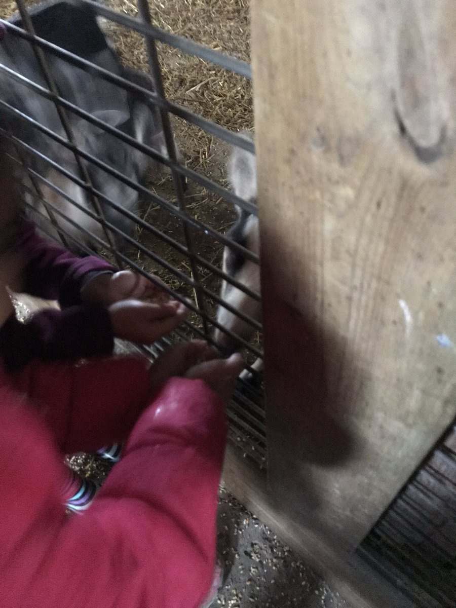 class_brunetti's tweet image. The rain didn’t stop us from having a great time at Springridge Farm today.