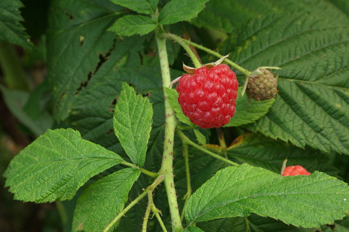 草木のこと Pa Twitter Rubus Idaeus ヨーロッパキイチゴ バラ科キイチゴ属 ラズベリー フランボワーズというと本来はこの種を指した ギリシャ神話では ゼウスの養母イーデーがこの実を摘もうとして指先を怪我し血を流したためにラズベリーの実は赤くなったという